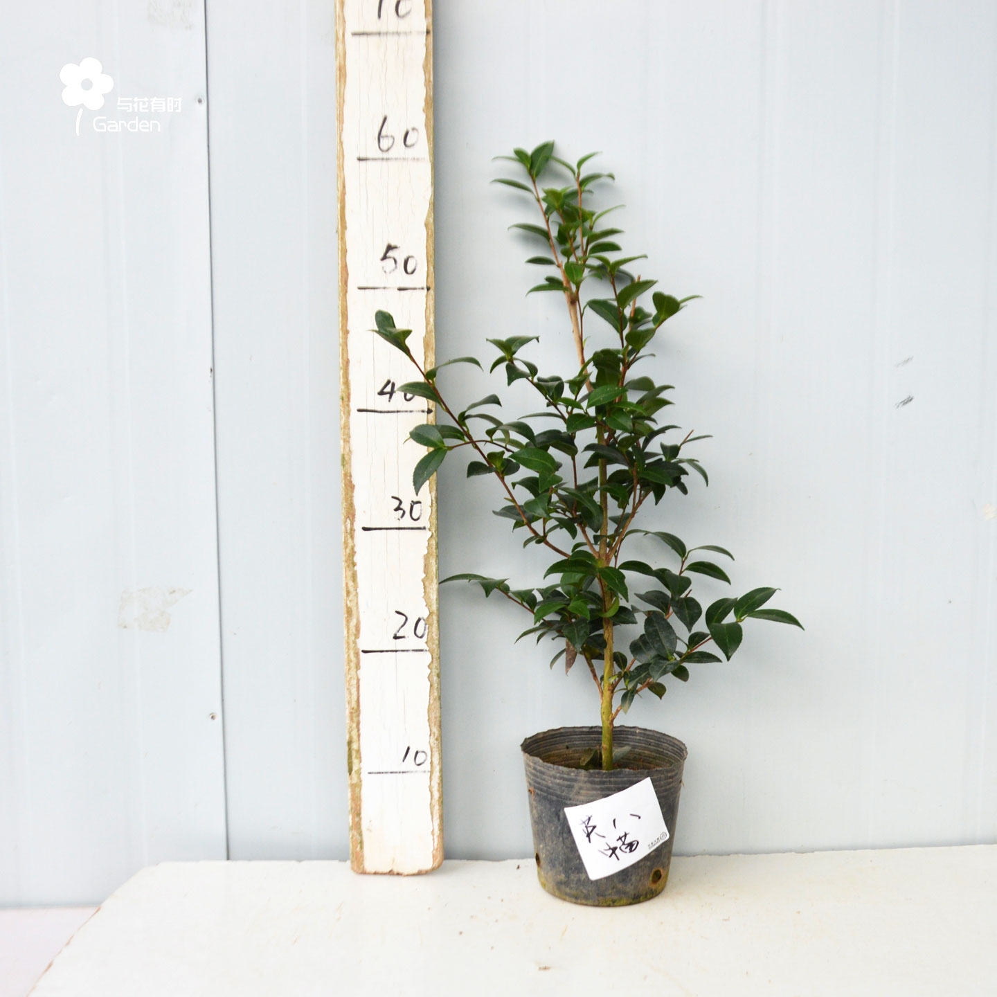 英国八号茶梅花树苗山茶花盆栽浓郁清香味绿植物好养户外阳台室外