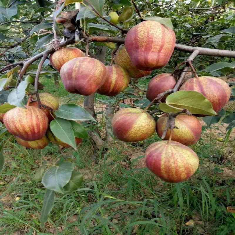 梨树果苗嫁接新品种翠冠秋月梨树活苗南北方种植盆栽地栽当年结果 - 图2