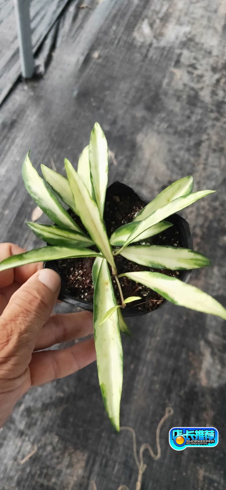 威特内锦球兰（市面上误称为冰糖内锦）Hoya wayetii variegata - 图0