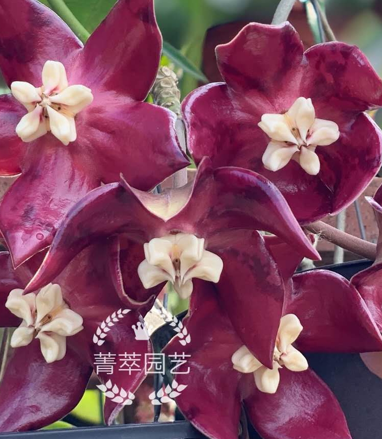 基地直销耐阴耐热精品帝王红花球兰 Hoya imperialis ssp. red-图2