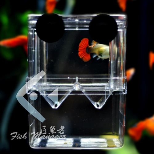 Коробка для размножения рыбы павлина