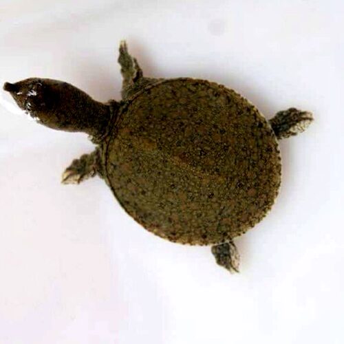 苗场直供优质外塘甲鱼苗黑花甲鱼花鳖乌鳖苗杂食活体养殖包邮包活 - 图3
