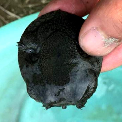 苗场直供优质外塘甲鱼苗黑花甲鱼花鳖乌鳖苗杂食活体养殖包邮包活 - 图1