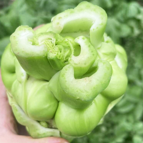 北方榨菜种子种籽四川特大光头菜芥菜四季蔬菜种籽孑芥菜种籽种 - 图0