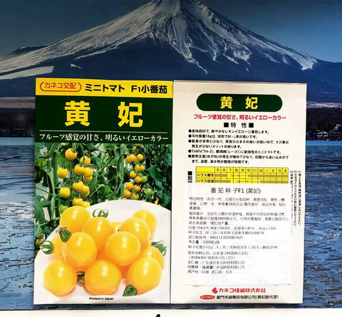 黄妃小番茄种子西红柿种籽四季蔬菜孑苗秧黄色水果圣女果籽种秧苗 - 图0