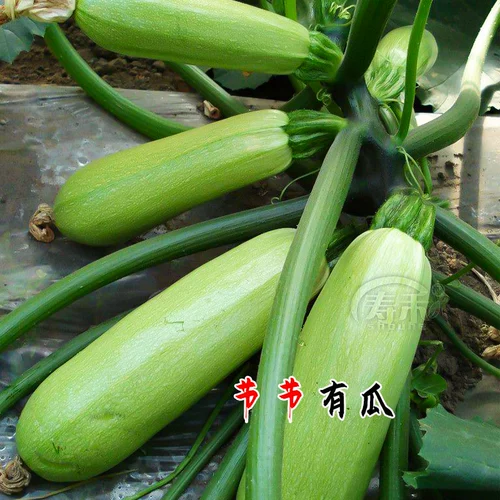 Французские семена семян цуккини с