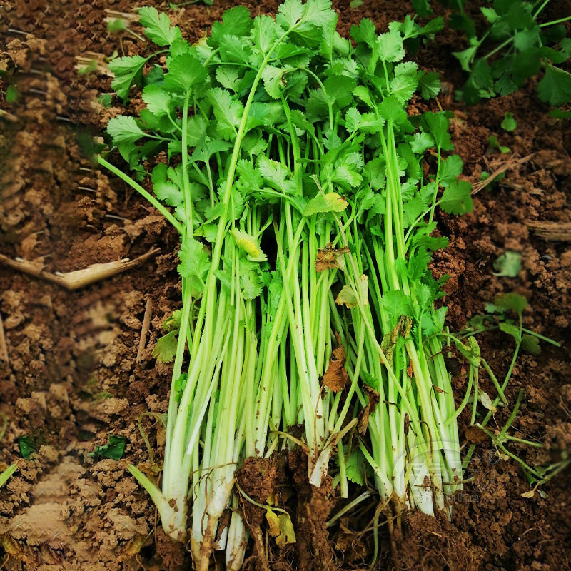 农家小叶香菜种子苗冬季菜籽四季秋冬栽蔬菜种籽孑老品种香莱籽种 - 图0