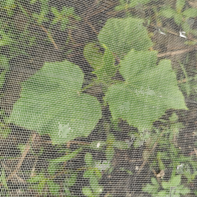 Shouguang vegetable insect-proof net 60 mesh bracket greenhouse special cover vegetable field fruit tree insect-proof gauze vegetable flower net cover