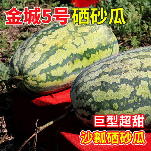沙瓤西瓜硒砂瓜种子孑籽苗秧麒麟巨型宁夏特大山地石头秧苗籽种 - 图0