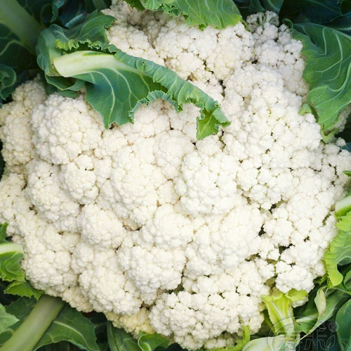 Jinsong 75/58 Зеленый стебель Семена цветной капусты Семена цветной капусты Осенняя цветная цветная капуста 60 дней овощей