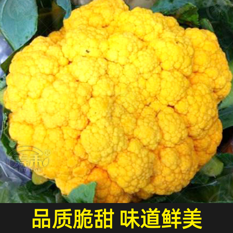 花椰菜种子苗宝塔菜秋后紫色花菜菜花西兰花种子种籽西蓝花孑籽种-图1