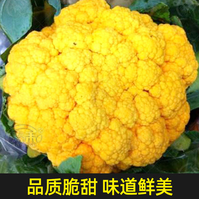 花椰菜种子苗宝塔菜有机紫色花菜菜花西兰花种子种籽西蓝花孑籽种 虎窝淘