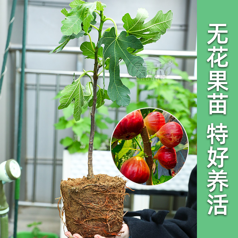 无花果树果苗带土四季盆栽种植苗特大波姬红树苗大苗柠檬树苗-图1