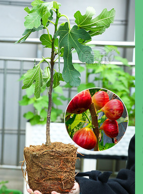 无花果树果苗带土四季盆栽种植苗特大波姬红树苗大苗柠檬树苗