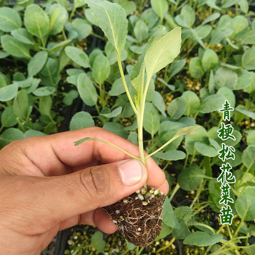 台湾青梗松花菜种子种籽秋后花菜菜花夏季秧苗孑秧四季蔬菜苗籽种 - 图2