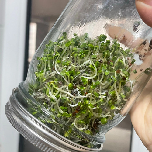 西兰花芽苗四季芽苗菜种子豌豆种籽萝卜苗菜种水培蔬菜孑麻豌豆 - 图2