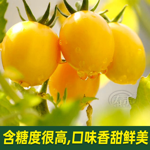 黄妃小番茄种子西红柿种籽四季蔬菜孑苗秧黄色水果圣女果籽种秧苗 - 图1