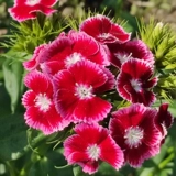 Красочные камни -бамбуковые семена, сеящие четыре сезона легких -рост в крыдян