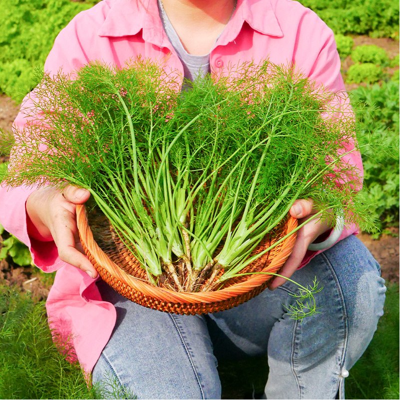 割茬茴香种子种籽苗孑小回香菜种带根四季菜种盆栽籽种蔬菜菜籽-图2