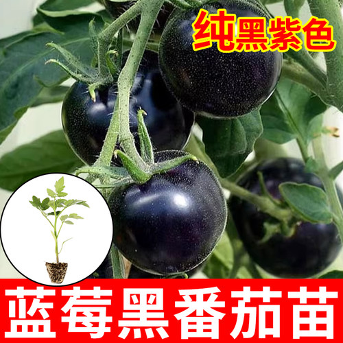 蓝莓黑番茄种子苗紫黑色小西红柿西黑柿秧蔬菜种籽圣女果孑果苗 - 图1