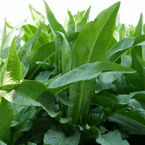 尖叶甜麦菜种子种籽蔬菜青菜籽种油麦菜四季菜种苦麦菜菜籽秧苗 - 图0