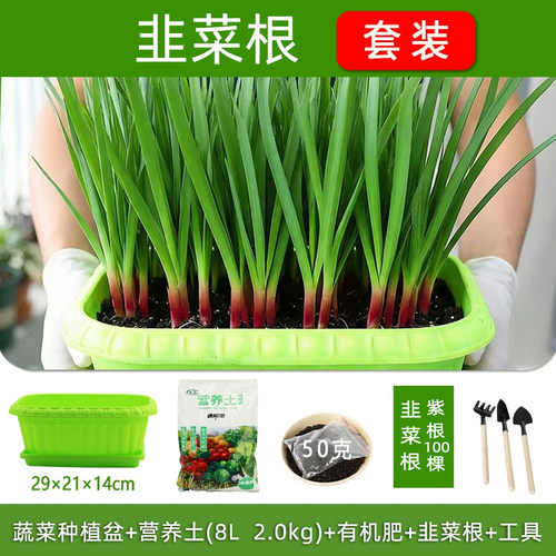 适合冬天种的菜种子籽盆栽套装耐寒鸡毛菜香菜葱头蔬菜籽种孑大全 - 图1