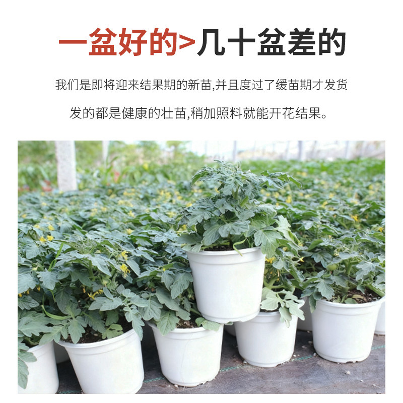 矮生盆栽番茄种子阳台四季小西红柿种籽苗樱桃圣女果苗孑子秧大全,淘宝优惠券,粉丝福利购,淘宝优惠卷