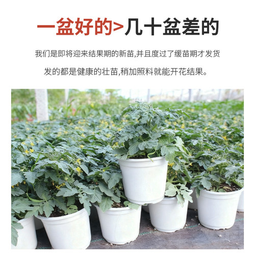 矮生盆栽番茄种子阳台种植四季小西红柿种籽苗樱桃圣女果苗秧大全 - 图1