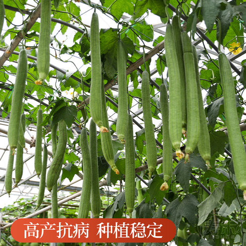 肉丝瓜种子苗夏季八棱白高产蔬菜种籽秧孑子秧苗大全四季菜籽菜种 - 图2