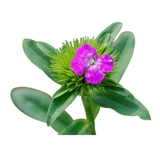 Красочные камни -бамбуковые семена, сеящие четыре сезона легких -рост в крыдян