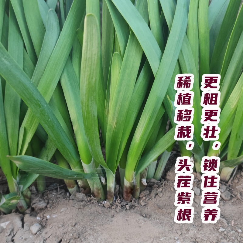 现挖红根宽叶韭菜根苗四季根紫根盆栽种植盆苗韮菜根红香韮菜秧苗 - 图0