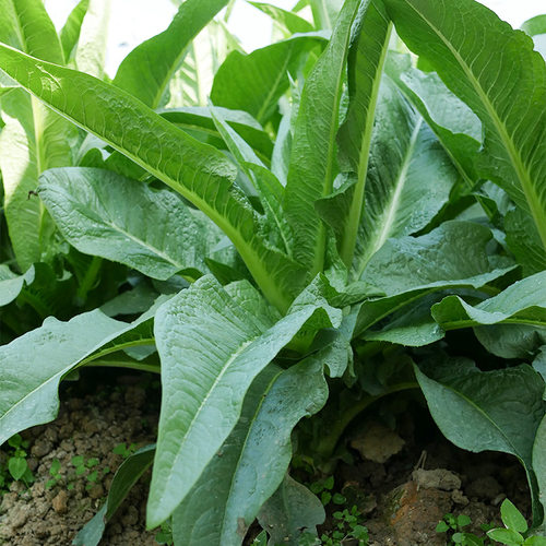 尖叶甜麦菜种子种籽蔬菜青菜籽种油麦菜四季菜种苦麦菜菜籽秧苗 - 图2