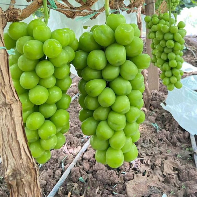 阳光玫瑰葡萄树苗巨峰蓝宝石夏黑树苖果树南方树北方种植玫瑰香苗 - 图1