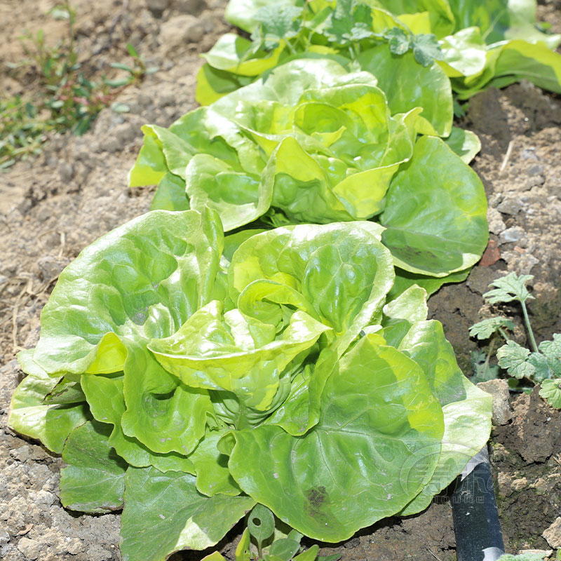 奶油生菜种子种籽四季沙拉小白菜冬季菜籽盆栽蔬菜孑菜种春季籽种