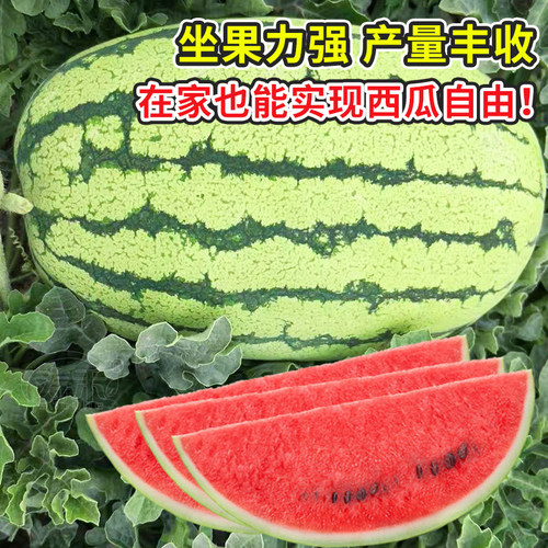 沙瓤西瓜硒砂瓜种子孑籽苗秧麒麟巨型宁夏特大山地石头秧苗籽种 - 图1
