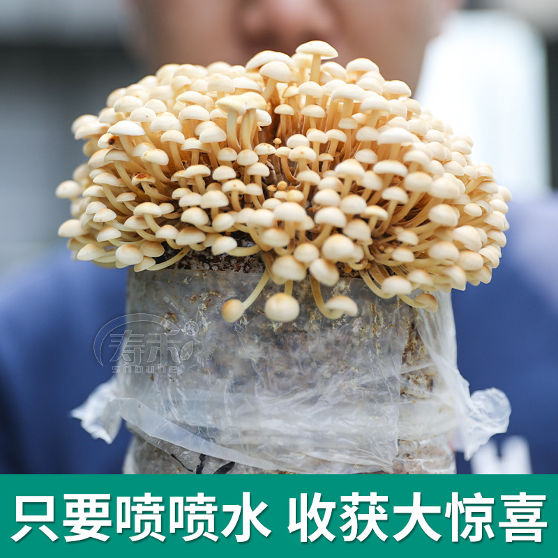 家庭蘑菇菌包菌菇种植包平菇香菇灵芝磨菇种金针菇可食用家种,淘宝优惠券,粉丝福利购,淘宝优惠卷