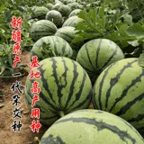 Saya 8424 High -Yield Seedlings Seedings, красивая гангтто -кирин