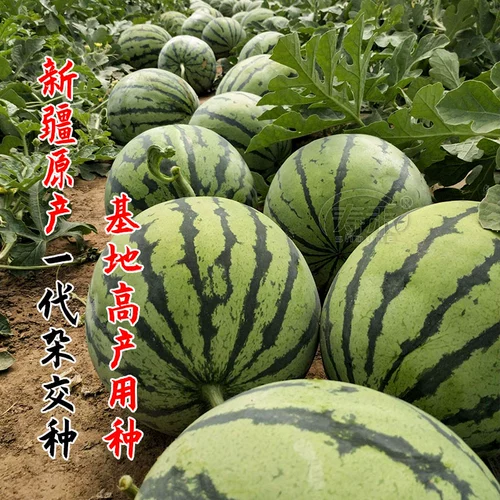 Saya 8424 High -Yield Seedlings Seedings, красивая гангтто -кирин