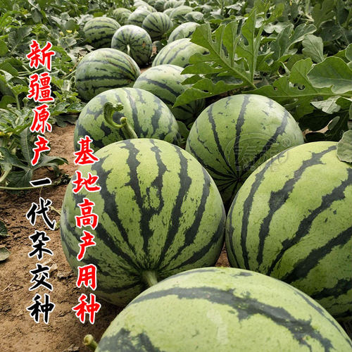 早佳8424高产西瓜种子种籽苗美都冰糖麒麟瓜南方秧苗盆栽秧孑嫁接 - 图1