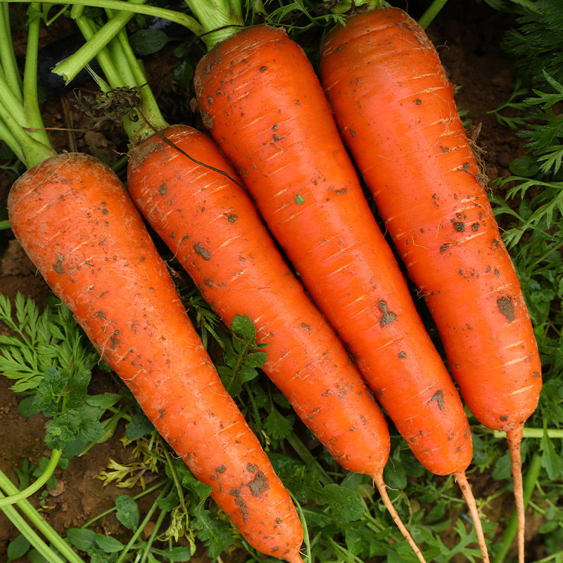 老品种胡萝卜种子种籽红水果萝卜籽种蔬菜孑子农家罗卜胡罗卜大全,淘宝优惠券,粉丝福利购,淘宝优惠卷