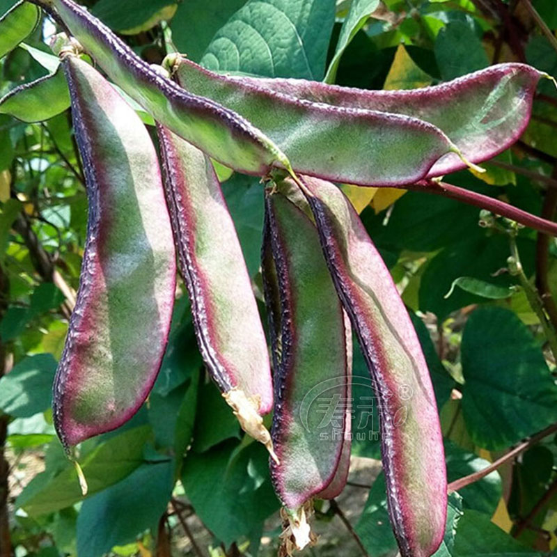 扁豆种子种籽南方红眉豆种四季红豆角梅豆角蔬菜梅豆孑架豆菜豆 - 图2