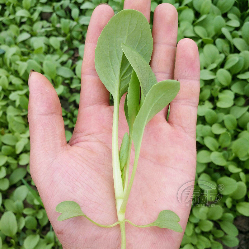 上海青鸡毛菜种子种籽小白菜青菜阳台四季盆栽油菜蔬菜菜籽孑籽种 - 图0