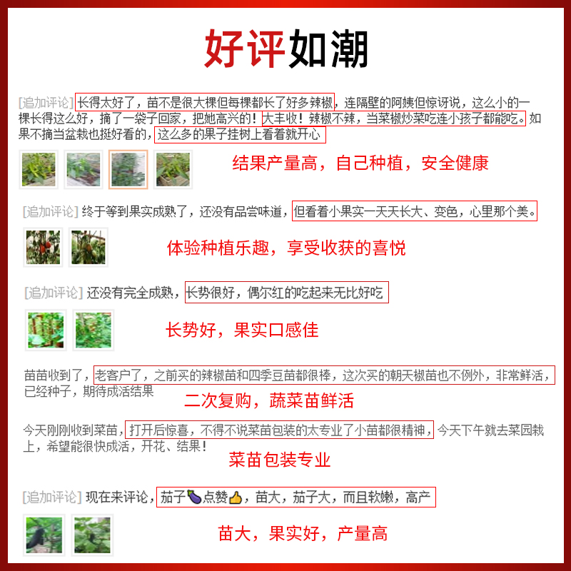 南方蔬菜苗春季番茄菜苗秧苗秧辣椒西红柿茄子黄瓜西瓜地瓜红薯苗 - 图2