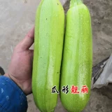 Французские семена семян цуккини с