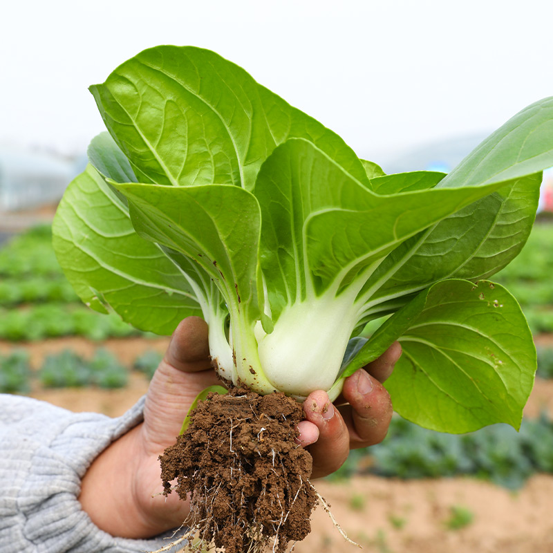 矮脚黄奶白菜种子小白菜青菜油菜黑叶种籽秋季冬季四季蔬菜孑菜籽 - 图0