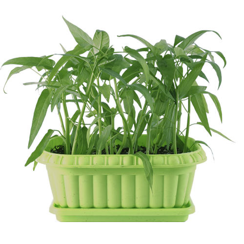 竹叶空心菜种子种籽苗四季菜苗带根柳叶蔬菜菜籽水孑大叶青菜菜种 - 图3