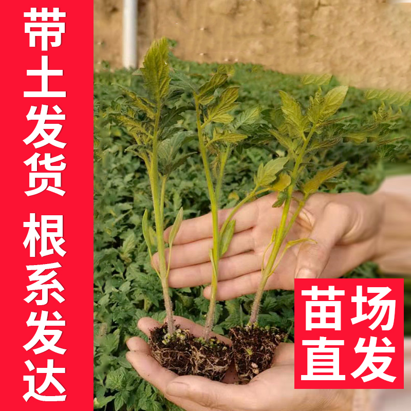 黑美人小黑珍珠番茄种子苗紫黑色小西红柿西黑柿秧蔬菜种籽孑果苗-图1