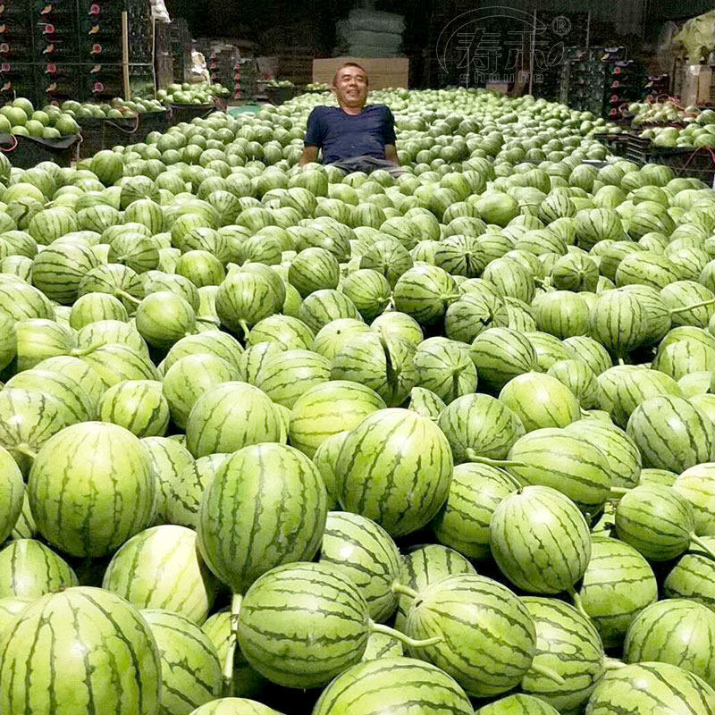 小糖丸西瓜种子种籽全美2k4k早熟薄皮超甜高产南方四季孑小型种植,淘宝优惠券,粉丝福利购,淘宝优惠卷