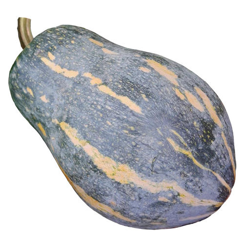 香芋小南瓜种子苗秧高产香甜贝贝秧苗板栗蜜本蔬菜种籽孑子种大全 - 图3