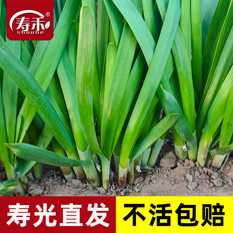 现挖红根宽叶韭菜根苗四季根紫根盆栽种植盆苗韮菜根红香韮菜秧苗 - 图0